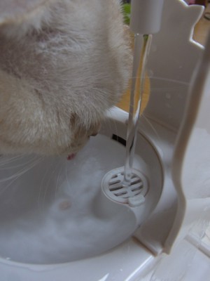 「猫だらけ」