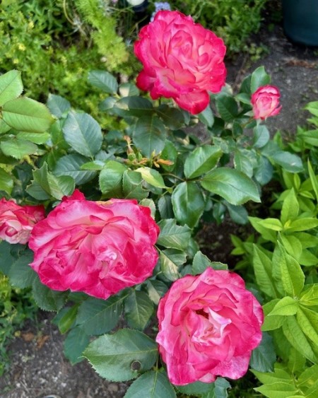 thumbnail_IMG_8193 (2)