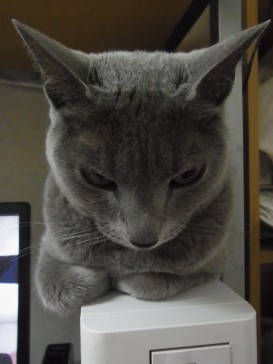 「猫だらけ」