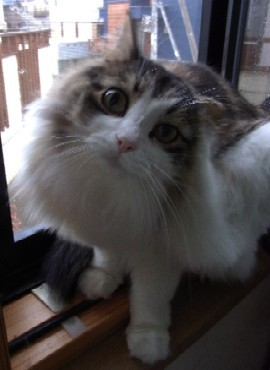 「猫だらけ」