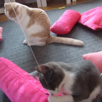 「猫だらけ」