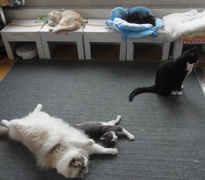 「猫だらけ」