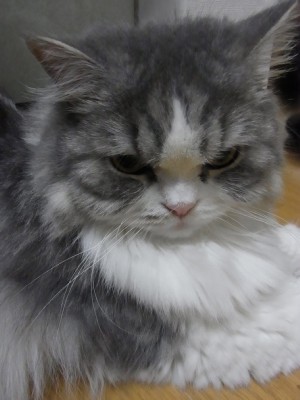 「猫だらけ」