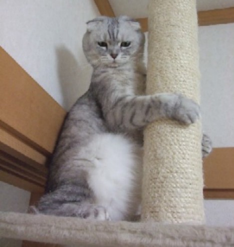 2007_0430猫写真0085