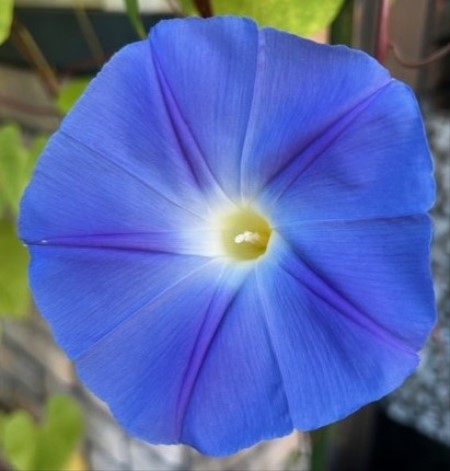 thumbnail_IMG_2963 (1)