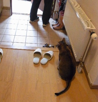 「猫だらけ」