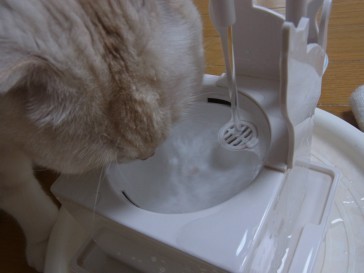 「猫だらけ」