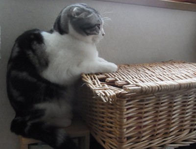 「猫だらけ」