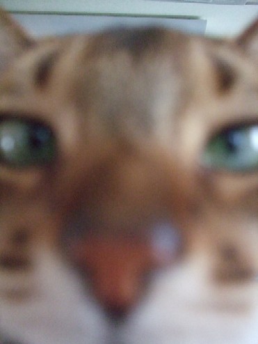 2007_0429猫写真0015