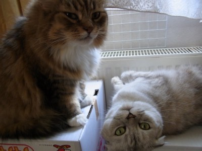 「猫だらけ」