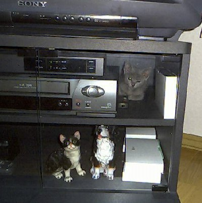 「猫だらけ」