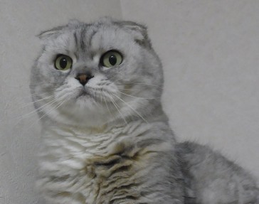 「猫だらけ」