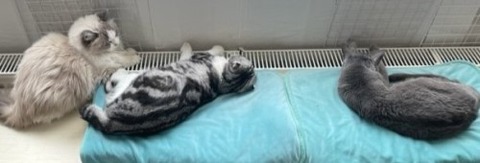 thumbnail_IMG_8924