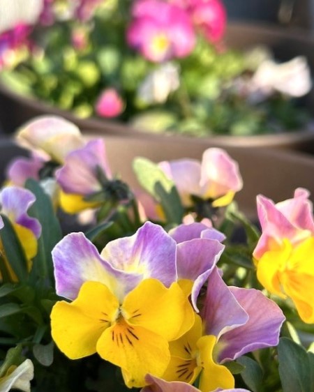 thumbnail_IMG_8531 (1)