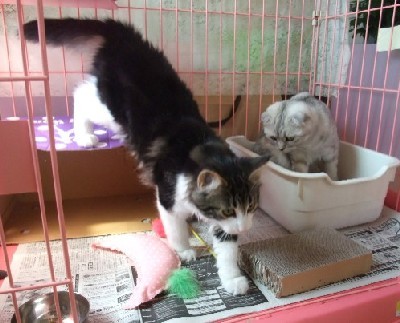 「猫だらけ」