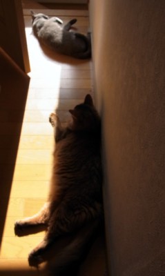 「猫だらけ」