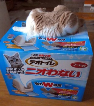 「猫だらけ」