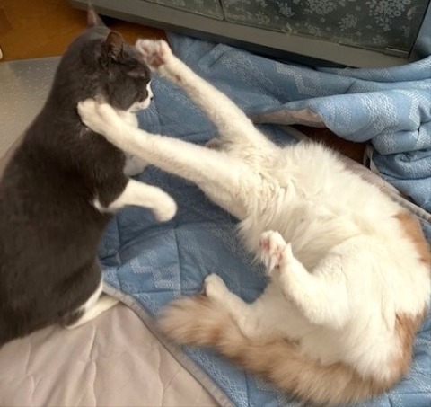 thumbnail_IMG_4160 (1)