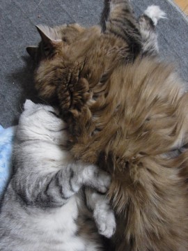 「猫だらけ」