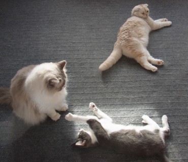 「猫だらけ」