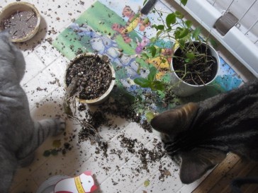 「猫だらけ」