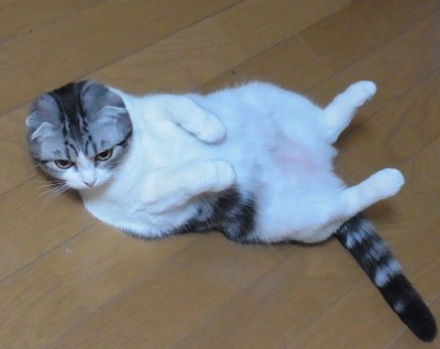 「猫だらけ」