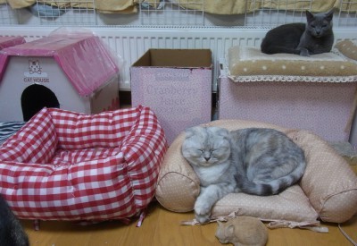 「猫だらけ」