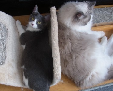 「猫だらけ」