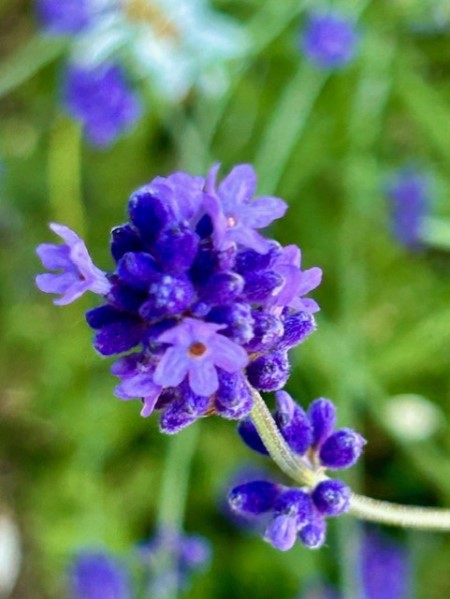 thumbnail_IMG_8696 (1)