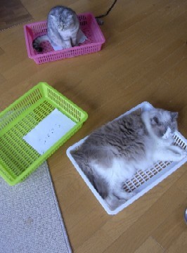「猫だらけ」