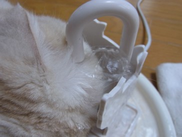 「猫だらけ」