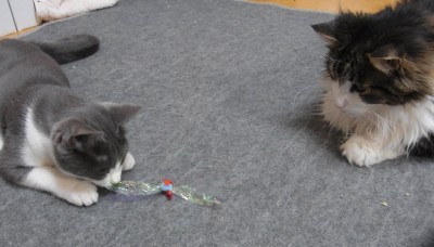 「猫だらけ」