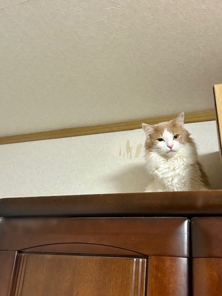 thumbnail_IMG_5222 (1)