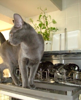 「猫だらけ」