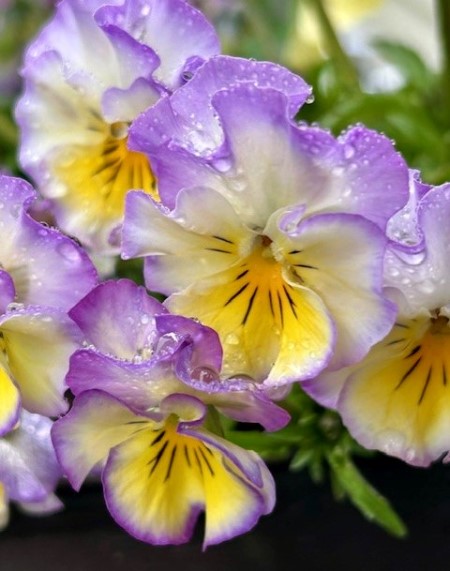 thumbnail_IMG_5274 (1)