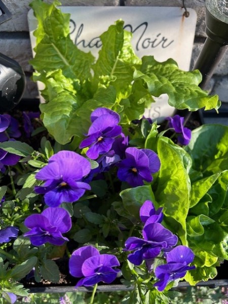 thumbnail_IMG_0069 (1)