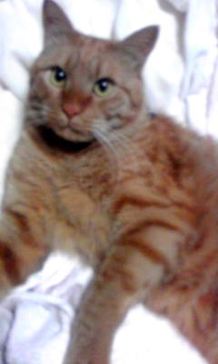 「猫だらけ」