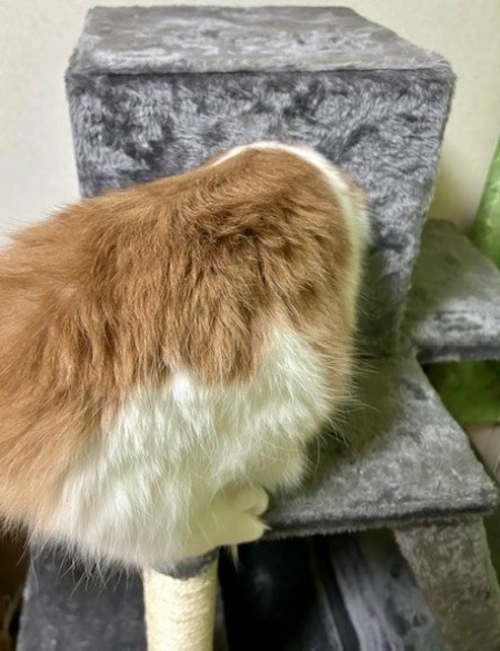 thumbnail_IMG_3249 (2)