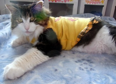 「猫だらけ」
