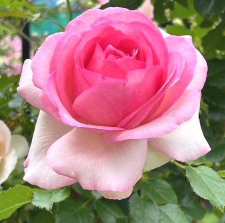 thumbnail_IMG_1845 (1)