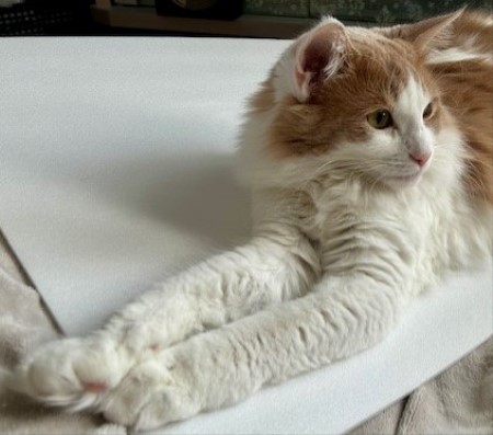 thumbnail_IMG_4552 (1)