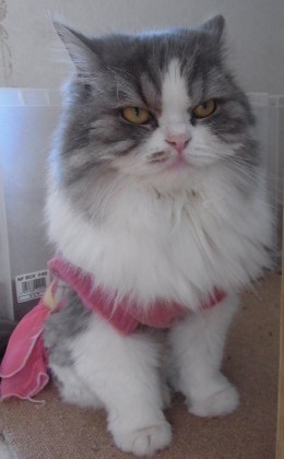 「猫だらけ」