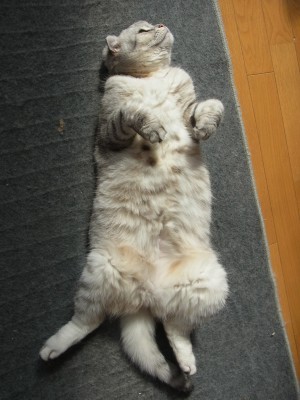 「猫だらけ」