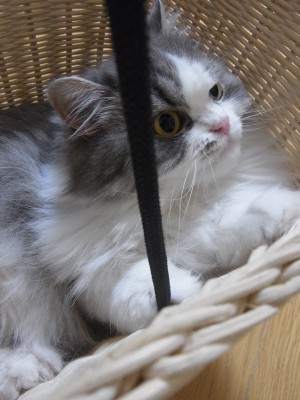 「猫だらけ」