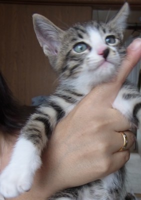 「猫だらけ」