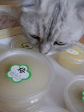 「猫だらけ」