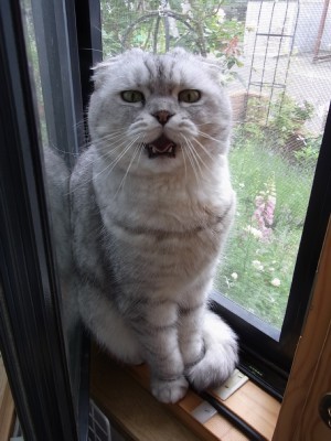 「猫だらけ」