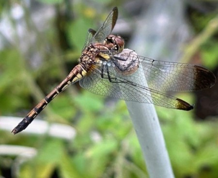 thumbnail_IMG_4720 (1)