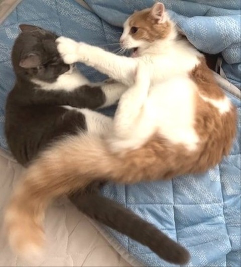 thumbnail_IMG_4158 (1)