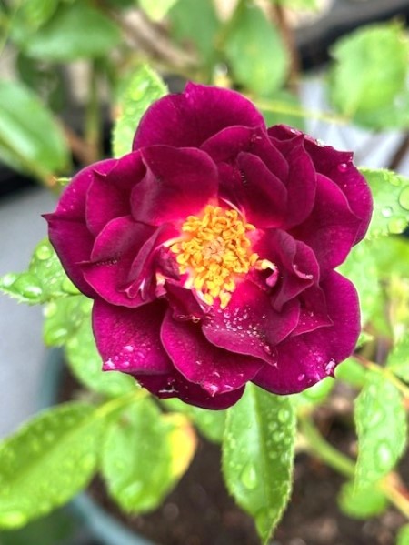 thumbnail_IMG_5531 (1)